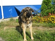 Отдается в частный дом для семьи, овчарка!