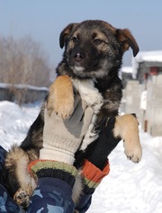 Щенок кольт, ищеет семью!!