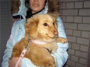 Найдена рыжая собака, г. Буча ждет новых или старых хозяев!!!!!!!!!!!