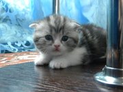 Шотландский вислоухий мраморный малыш