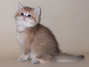 Золотая шиншилла британская