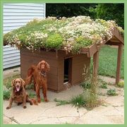 ландшафтный дизайн от Патоля : зеленые крыши и газоны