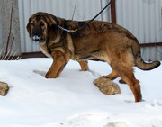 Испанский мастиф, щенки 5 мес.