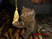 шотландский котенок страйт