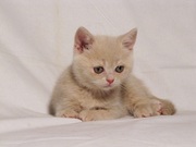 Шотландские плюшки