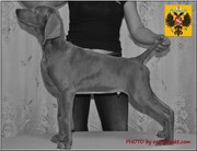 Веймарская легавая щенки , , ,