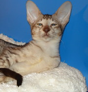 Ориентальный котенок - макрель