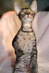 Котята породы корниш рекс,  в продаже,  Киев