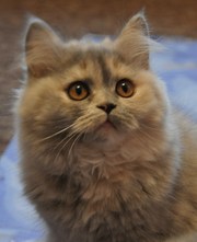  чистокровные элитные британские котята