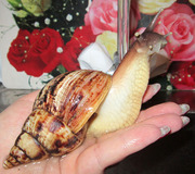 АХАТИНА Ретикулята,  Киев,  м. Печерская,  м. Осокорки, 