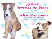 Собачка, похожая на бигля! Даром!