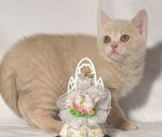 Роскошная шотландочка