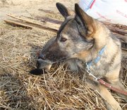 Метис овчарки Бася,  яркая внешность,  прекрасный характер