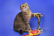 Молодой шотландский котик Artemis