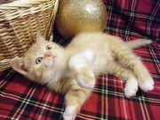 продаются вислоухие и прямоухие шотландские котята