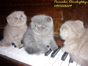 Милые фолды подчеркнут ваш социальный статус