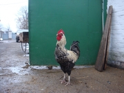 предлагаю птицу. порода: юрловская голосистая