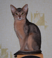абиссинский котик подрощенный