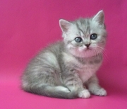 шотландская вискасная кошечка