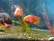 Продам аквариум. Киев