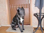 Продам чистокровных, красивенных щенков ПИТБУЛЯ