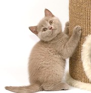 Британцы котята Киев