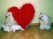 Мальтийская болонка - maltese. Продаются три щенка