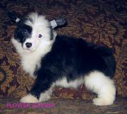 Великолепные щенки китайской хохлатой., доставка