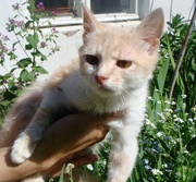Персиковое очарованье, котенок, 2, 5 мес