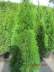 Туя киев купить,  туя смарагд 140-160 см