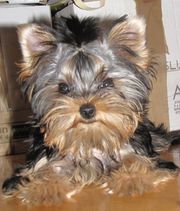 Продам щенка йоркширского терьера, девочка