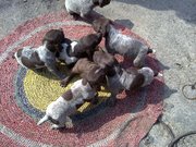 Курцхаар (Немецкая гладкошёрстная легавая). Щенки