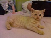 продается плюшевый шотландский котенок