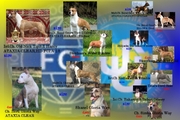 Щенки Ам.Стаф.Терьера.(FCI UKU)