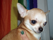 Чихуахуа г/ш