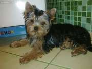 Продаются щеночки йоркширского терьера, мальчик и девочка мини.