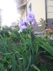 Продам Ирисы различных окрасов