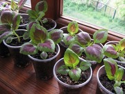 продам излишки комнатных растений Киев