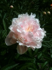 Продам рассаду: хризантемы, пионы, канны,  ирисы, лилии, розы, гортензии, фиалки