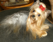 Щенки йоркширского терьера продажа