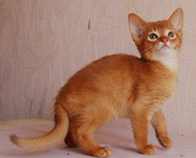 абиссинский котик из питомника