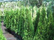 Туя. Туя киев купить. Туя smaragd 140-160 см