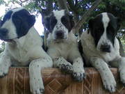 щенки среднеазиатской овчарки (САО, алабай, туркменский волкодав)