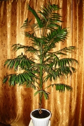 Продам пальму Хамедорея 170см,  Киев,  Лукьяновка