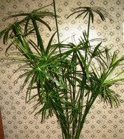 продам пальму Циперус 110 см