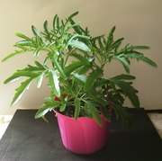 продаю каланхое лациниата