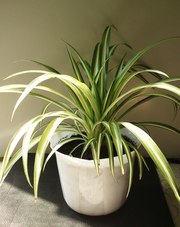 продаю хлорофитумы