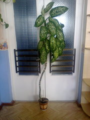 Продам растение Диффенбахия,  Киев