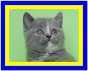 Ласковая и игривая британская девочка,  продажа британских котят