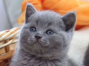 Голубые британские котята, купить британца котенка